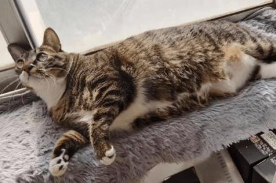 对猫毛过敏的人能不能养猫,可以养猫但要注意勤清理