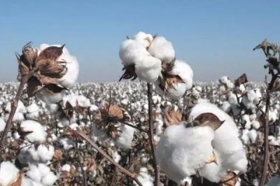 棉花是什么,是锦葵科、棉属植物