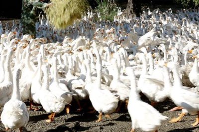 鹅不能吃什么植物,不能吃臭椿叶、灰灰菜、楝树叶等