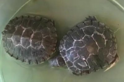 龟甲是乌龟的壳吗,是龟科动物乌龟的背甲及腹甲