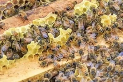 蜜蜂怎样安全过冬,一定要保证充足的食物
