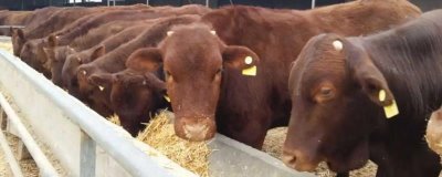 冬季肉牛如何增膘，吃好喝好住好