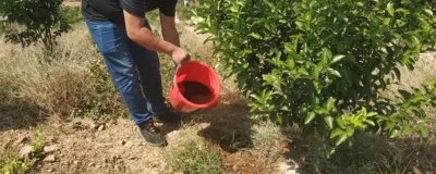 柑桔如何施肥,不同生长阶段的柑桔施肥方法不同