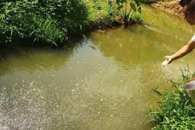 怎么养殖斑节对虾,天晴日暖时可在傍晚放苗