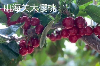 河北秦皇岛有哪些特产,昌黎葡萄畅销全国各地