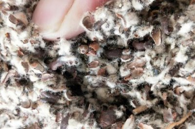 桑黄怎么种植和管理,对培养料消毒后再接种、养护