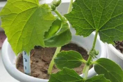 家庭版黄瓜种植技巧,一年四季均可播种