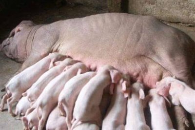 人工饲喂小猪能不能养活,喂食猪仔专用奶粉可让它存活