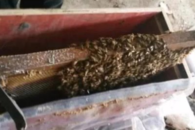 将两群蜂合并成双王群的方法,将蜂群转移到蜂箱两侧再喷洒蜂蜜水可混淆群味