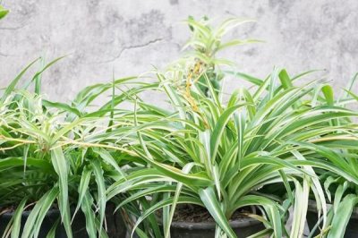 种吊兰为什么要放鸡蛋壳，鸡蛋壳里富含吊兰所需的钙和磷