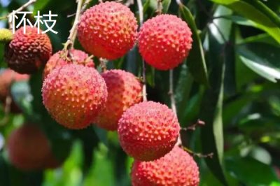 御金球荔枝品种的特性,生长势较强且裂果率低