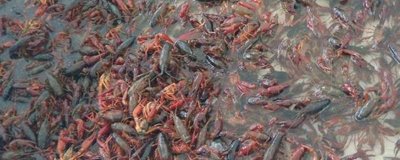 养10亩龙虾能赚多少钱,大约可赚10万元左右