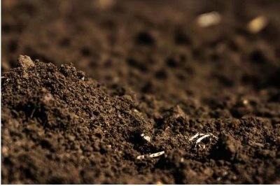 种植黄瓜的技术，发芽期间不宜浇水