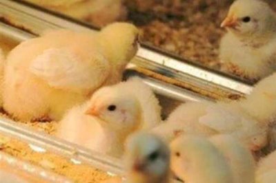 小鸡养几个月可以吃,通常需要根据养殖方式而定