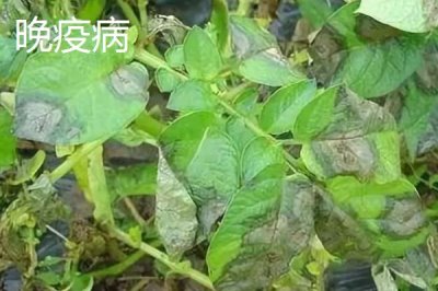 马铃薯早疫病和晚疫病的区别，病斑颜色和纹理特征均不同