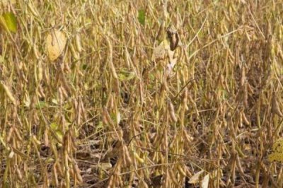 贡夏豆15大豆种子特点，花荚期注意防治豆荚螟及鼠害