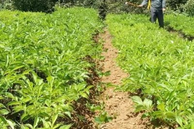 种植10亩魔芋的利润,大约为5-8万元左右