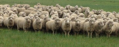 肉羊的养殖效益会受到哪些因素的影响,羊只的品种是首要因素