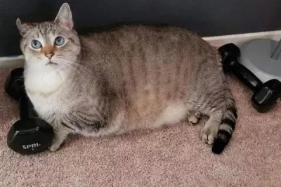 猫咪为什么会患上糖尿病,主要是肥胖、内分泌失调、遗传因素所致