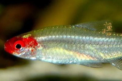 红鼻剪刀能长多大,身体长度一般在4-6厘米之间