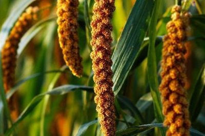 小米最早培育自哪种植物,最早由狗尾草演变而来