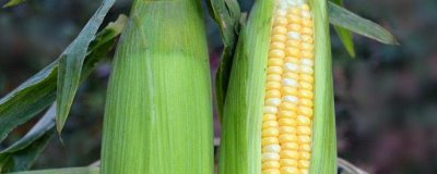 亨达136玉米种子简介,注意防治大斑病和灰斑病