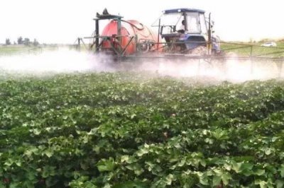 棉花受到药害怎么补救,可通过喷洒清水稀释农药