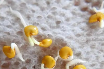怎样种茄子才能高产,最好在5-6月份进行种植