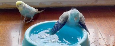 给鹦鹉洗澡要用热水还是冷水,不建议用太热或者太冷的水