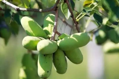 木通什么时候种，栽种时间在4-10月