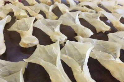 挑选和存放花胶的方法,呈半透明状的花胶其品质较好