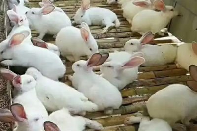 散养100只野兔的成本,总资金需要3万元左右