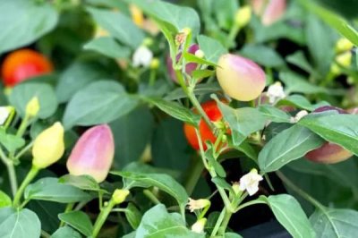 比较赚钱的特种蔬菜，这五种食用价值和营养价值都比较高