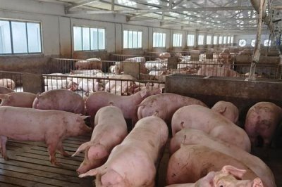 怎么避免猪应激，夏季需注意防暑降温