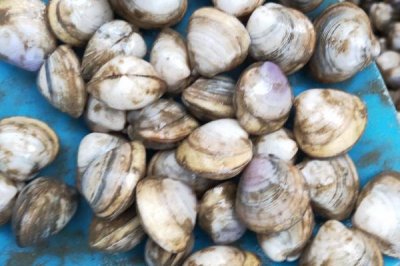 什么是白蛤，属于帘蛤目、马珂蛤科软体动物