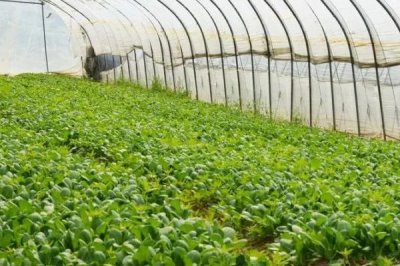 大棚蔬菜喷肥的方法，一般以开花时喷施为宜