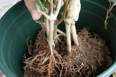 怎么养殖茉莉花，生长期间每天浇水2次