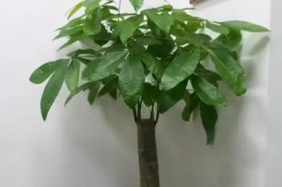 发财树如何播种繁殖,秋天从成熟的果实内取出种子播种