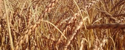 小麦种子的形状,可分为圆形、卵圆形、椭圆形三种