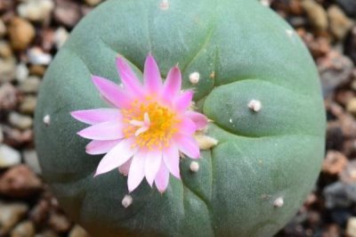 乌羽玉如何浇水,除生长期外都要控制浇水