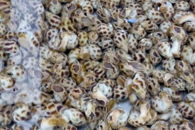 花螺的养殖方法,适宜的水温是23-30℃