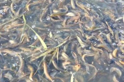 泥鳅吃什么,人工养殖可投喂米糠、豆饼、豆渣等