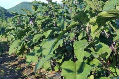怎样种茄子才能高产,最好在5-6月份进行种植