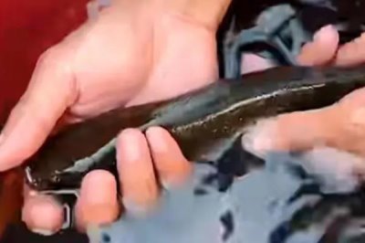 蛇鱼怎么养殖,每隔半个月换一次水