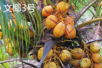 中国椰子的主产地,主产于海南、台湾、云南等省份