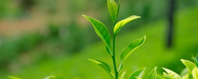 黑茶简介,属全发酵茶