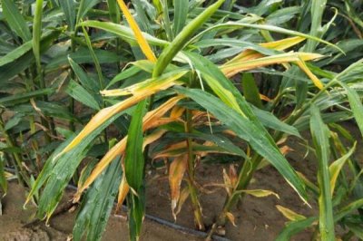 如何防治生姜姜瘟病,播种前要对姜种做消毒处理