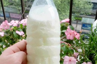 牛奶发酵后适用于哪些植物,适合浇喜酸的植物