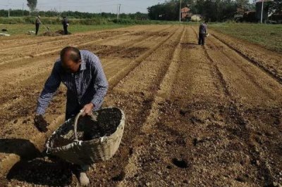 施肥的注意事项，以下5点需谨记