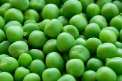 蚕豆和豌豆怎么贮藏,采收后应及时进行低温冷藏